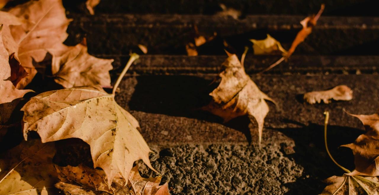 Potager en octobre illustrant les possibilités de culture pour cette période