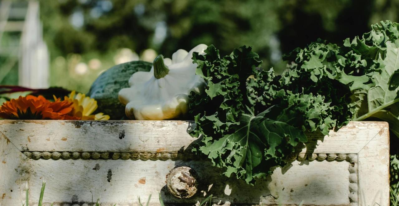 Potager en septembre montrant une variété de légumes d'automne fraîchement plantés, illustrant les possibilités de culture pour cette période