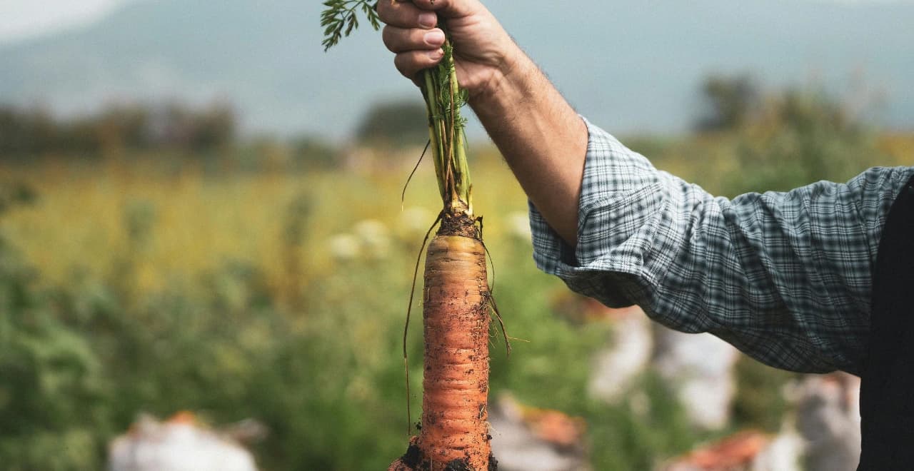 Rangée de carottes en pleine croissance dans un potager bien entretenu