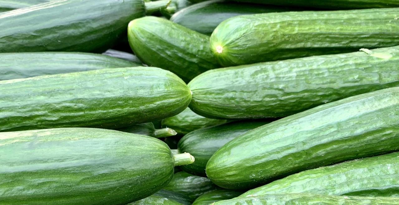 Jeunes plants de concombres dans un potager ensoleillé avec diverses étapes de croissance