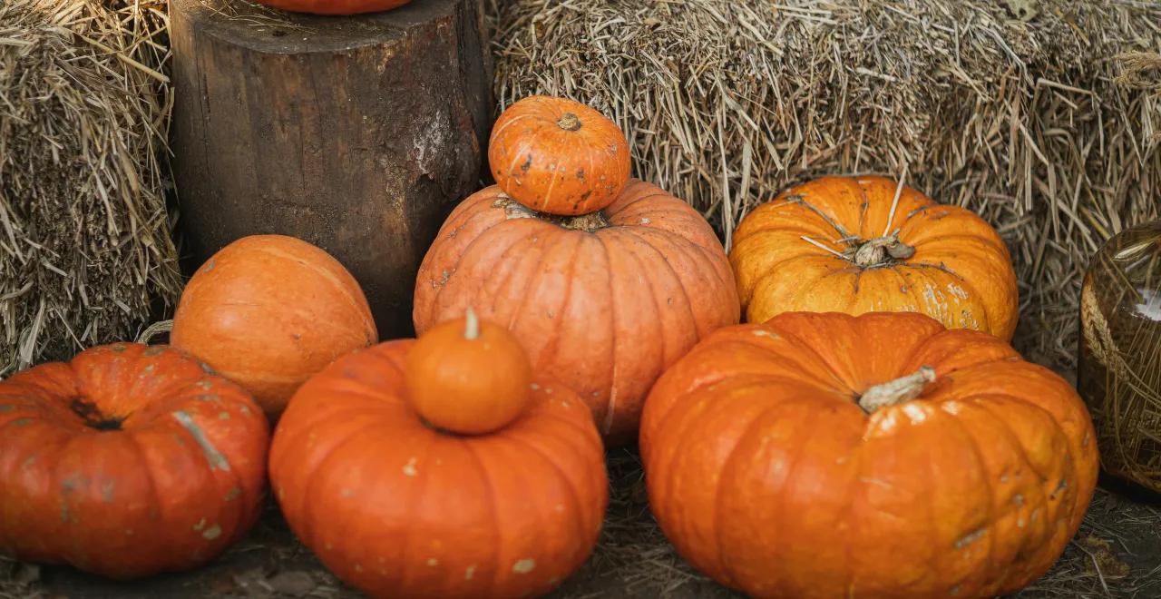 Récolte de diverses variétés de courges dans un jardin potager en automne