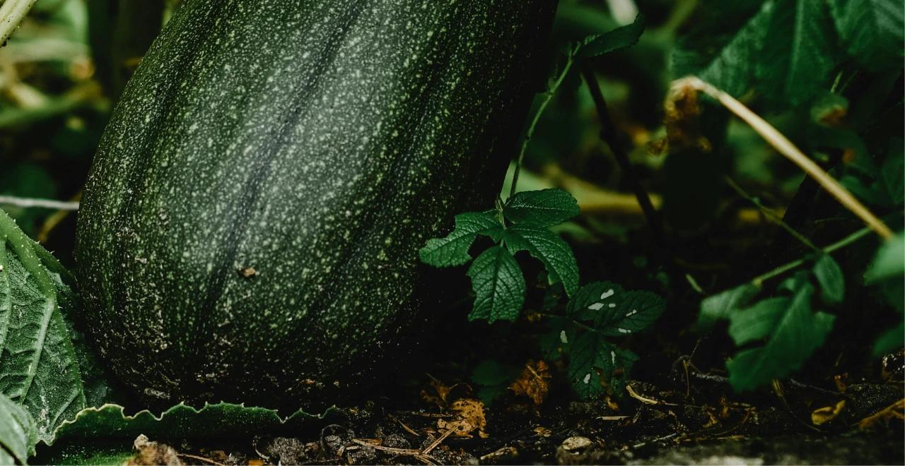 Feuilles de courgettes atteintes d'oïdium, montrant les caractéristiques taches blanches poudreuses