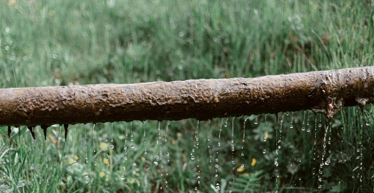 Arbre tombé et mouillé au-dessus d'un jardin.