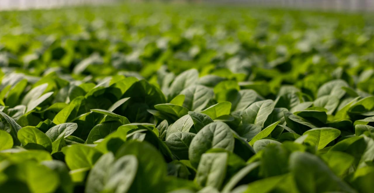 Jeunes pousses d'épinards émergeant du sol dans un potager bien entretenu