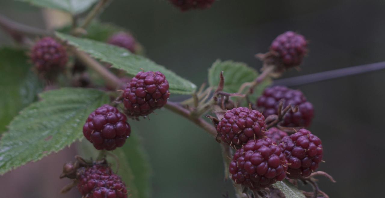 Jardinier taillant un framboisier, montrant les différentes étapes de taille selon les saisons