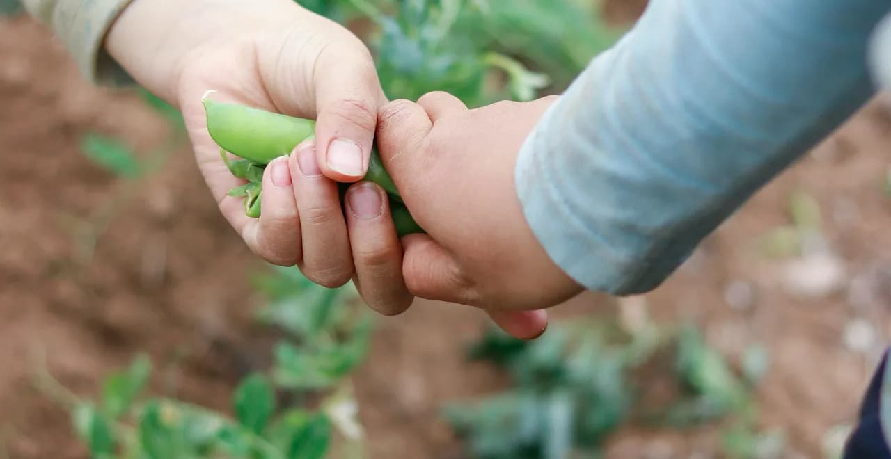 Plantation de jeunes plants de haricots verts dans un potager ensoleillé