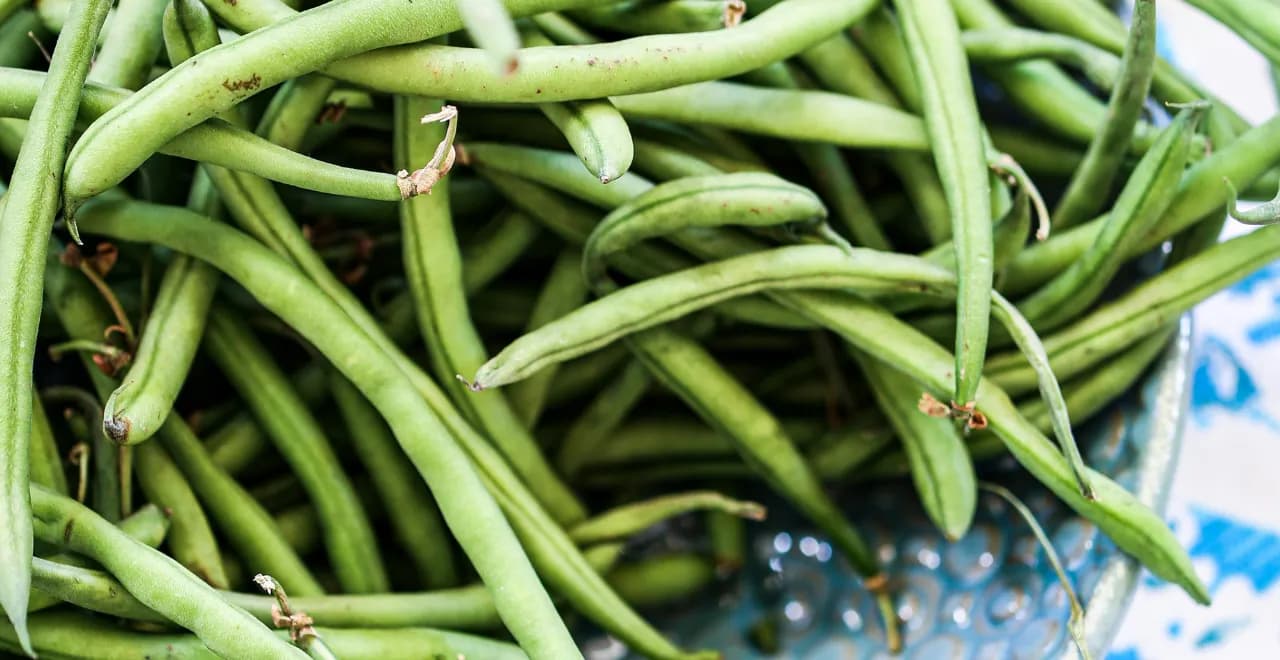 Plants de haricots verts en pleine croissance dans un potager ensoleillé