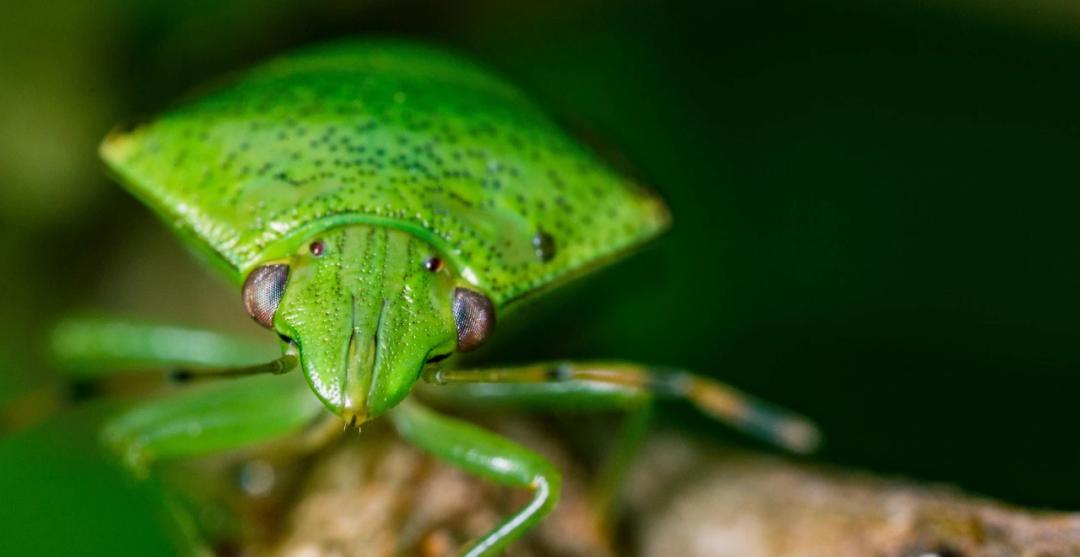 Punaises de jardin : Comment les identifier et s'en débarrasser