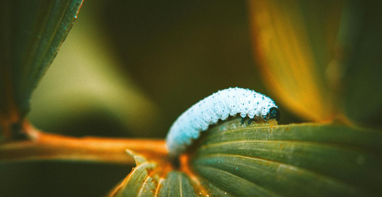 Gros plan sur une larve de hanneton dans le sol, montrant ses caractéristiques distinctives pour une identification facile