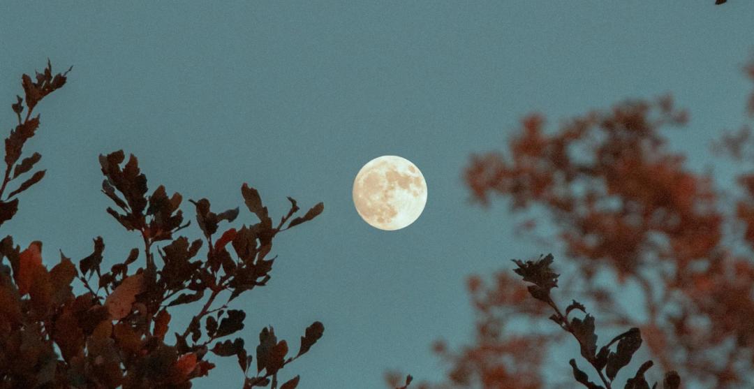 Calendrier lunaire jardin : Optimisez vos cultures avec les cycles de la lune