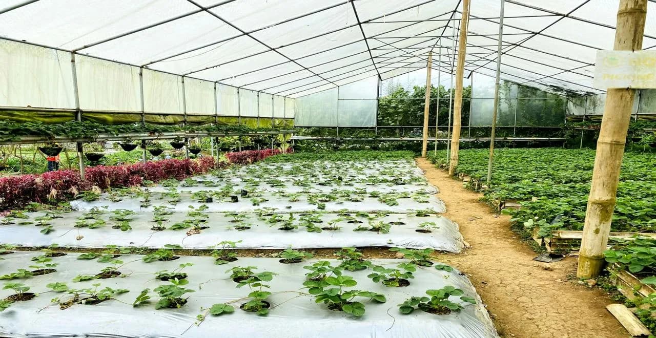 Serre tunnel avec bâche pour un jardin productif et florissant