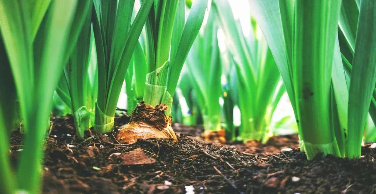 Besoins en NPK pour cultiver des pommes de terre dans votre potager