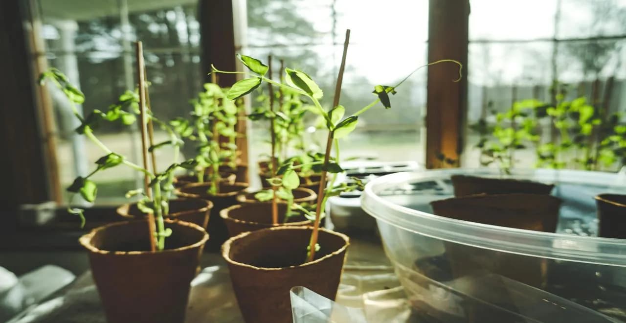 BRF : paillage naturel pour enrichir et protéger le sol du jardin