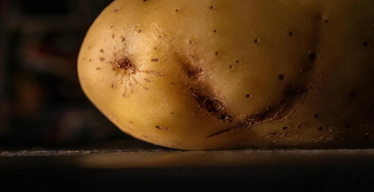 Technique de buttage des pommes de terre pour une meilleure récolte