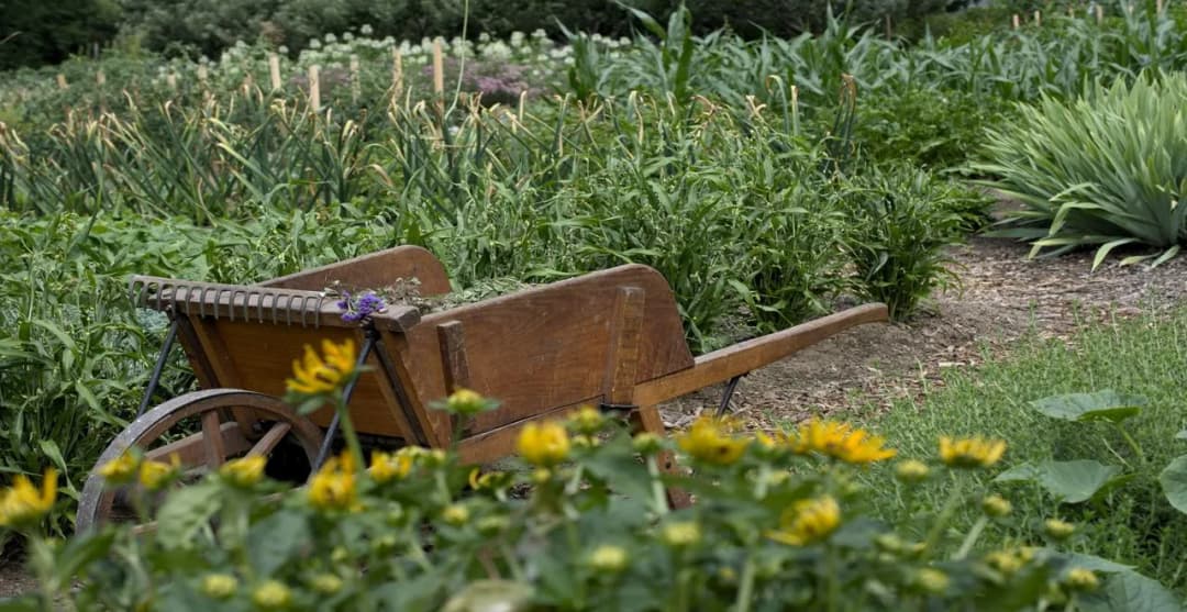 Les Secrets du C$n : Boostez Votre Jardin Naturellement !