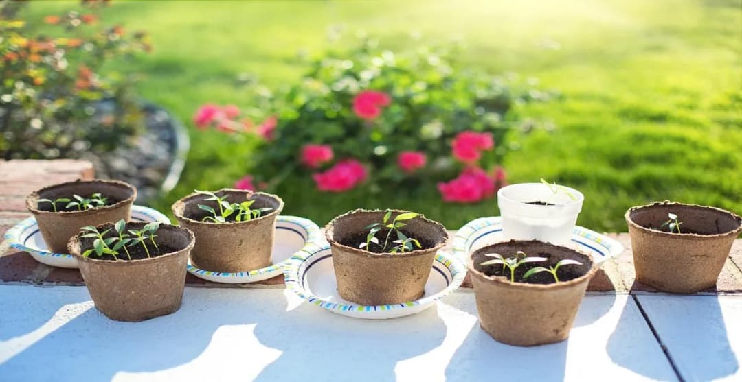 Calendrier des semis pour un potager florissant en 2025