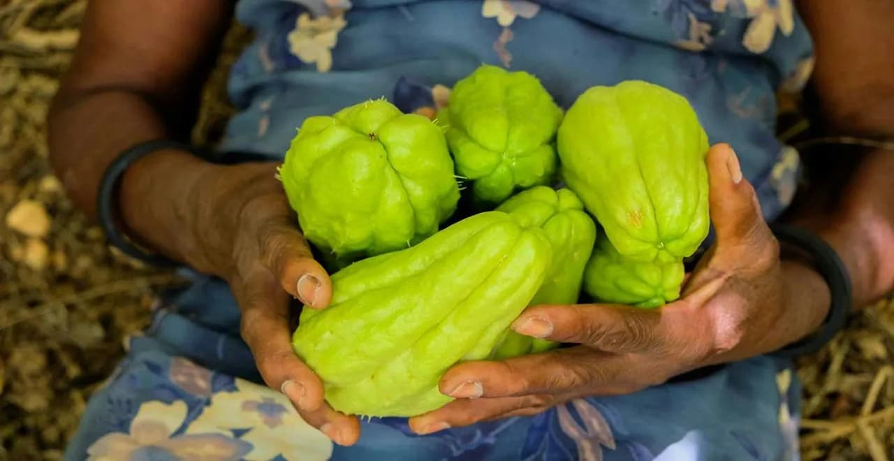 Culture de la chayotte : guide complet de la plantation à la récolte