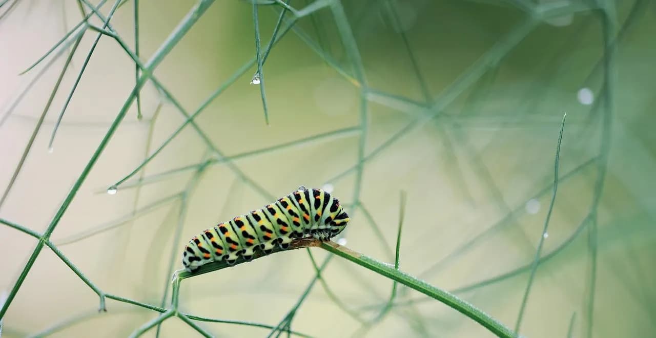 Chenilles vertes : Comment les identifier et les contrôler au jardin