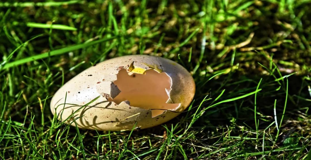 Découvrez comment la coquille d'œuf jardin booste vos plantes !