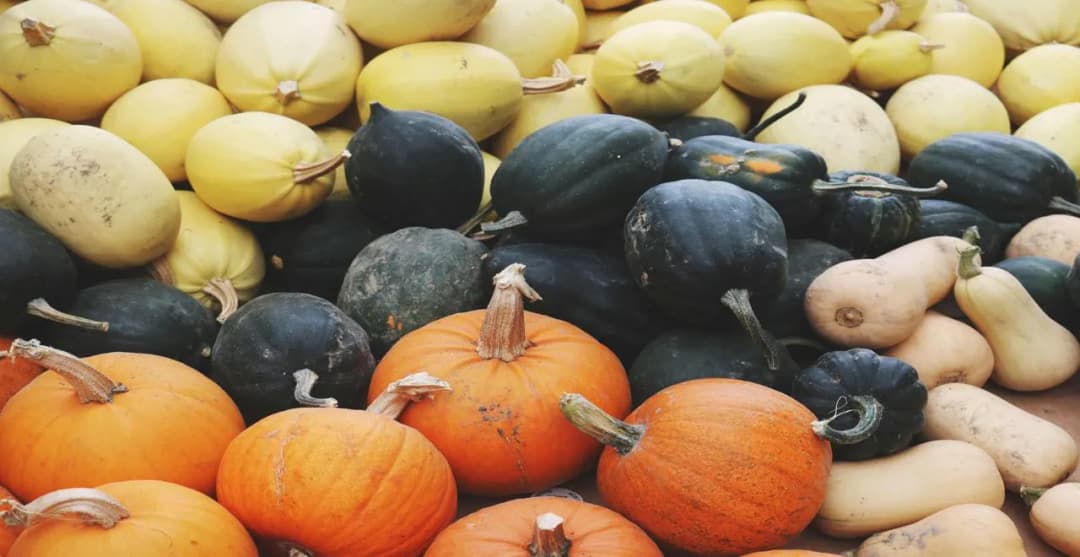 Quand et comment récolter les courges vertes