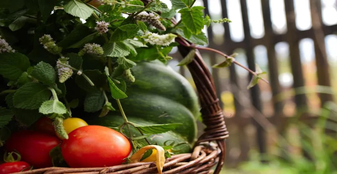 Comment Cultiver des Tomates : Guide Complet