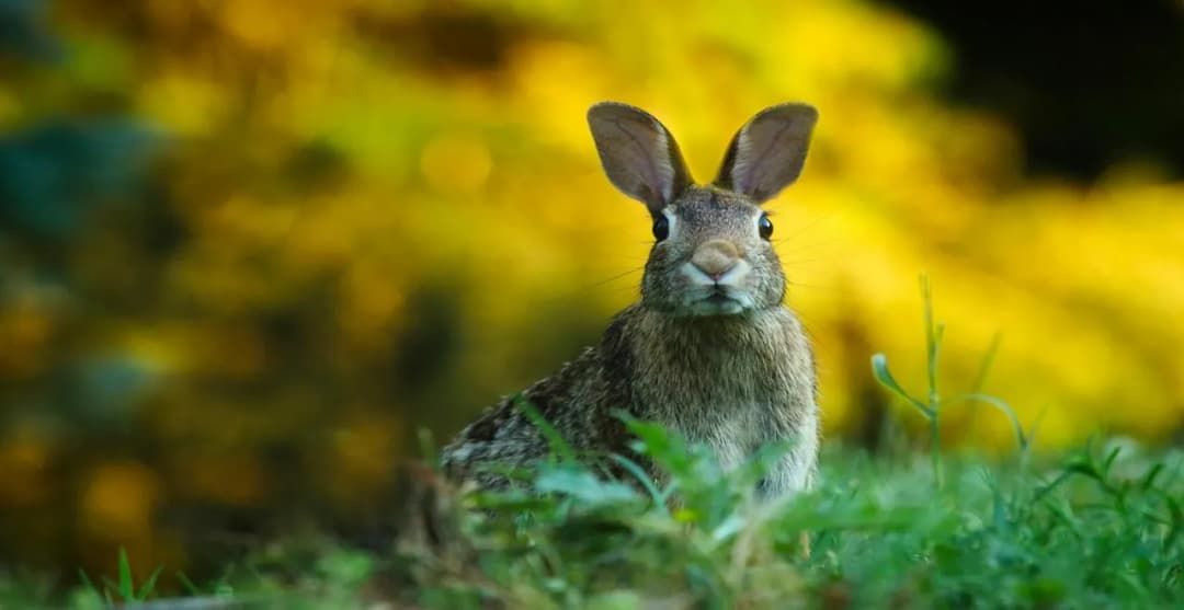 Comment la crotte de lapin peut transformer votre jardin