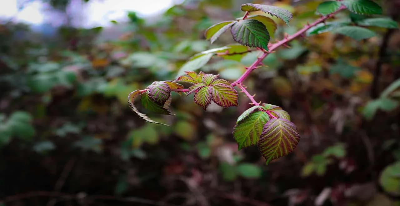 Désherbant efficace pour ronces au jardin