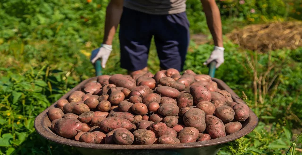 Patate douce en cours de germination avec conseils pratiques