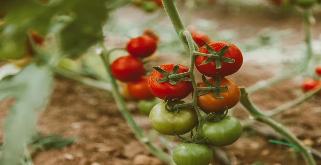 Comment résoudre le problème des feuilles de tomate qui jaunissent ?