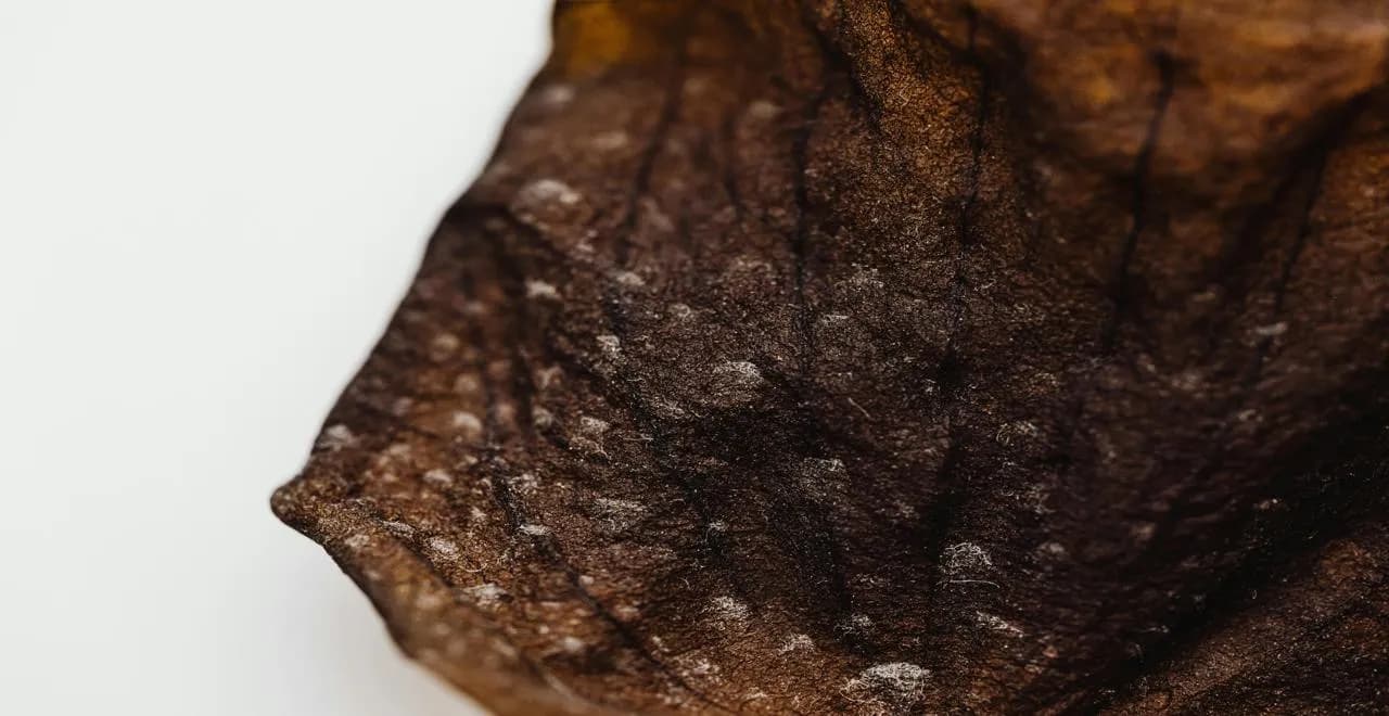 Feuilles mortes dans un jardin