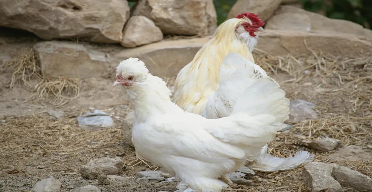 Fiente de poule utilisée comme fertilisant naturel