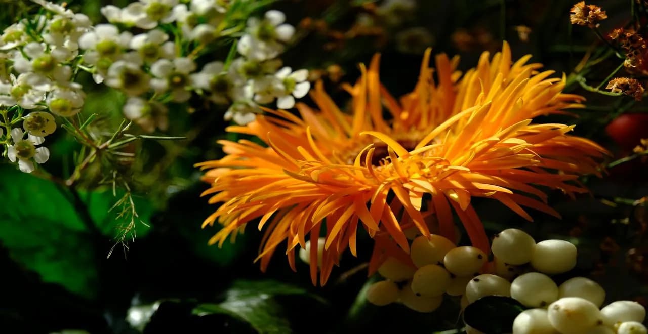 Fleurs colorées dans un jardin en pleine floraison