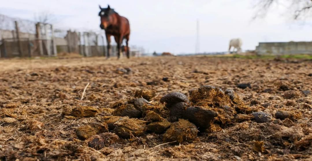 Fumier de cheval : l'allié naturel pour un jardin florissant