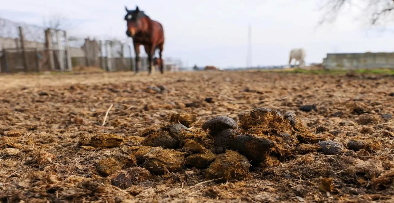 Fumier de cheval étalé dans un jardin pour enrichir le sol