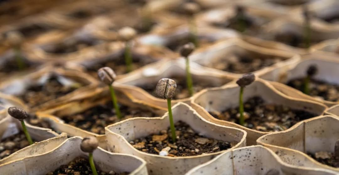 Godet pour Semis : Guide Pratique pour Réussir votre Jardin