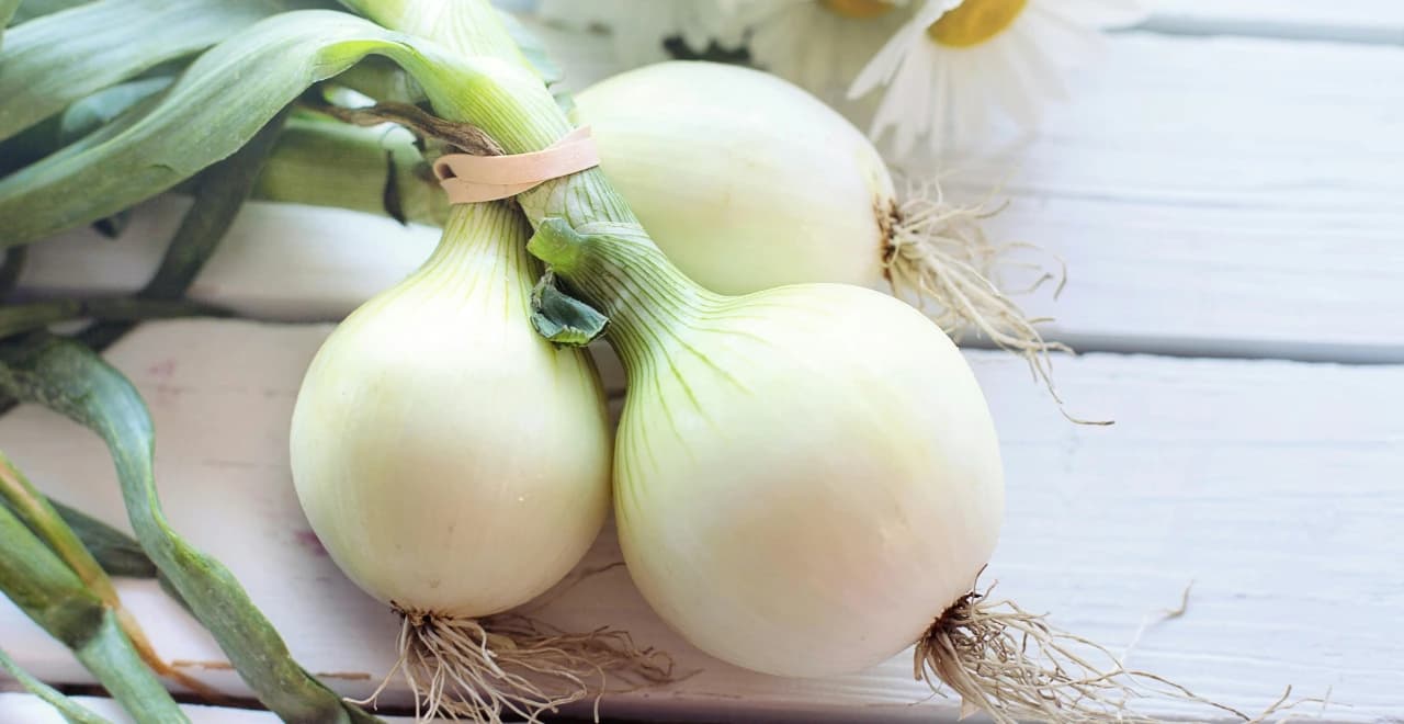 Plantation d'oignons dans un potager bien entretenu avec diverses étapes de croissance