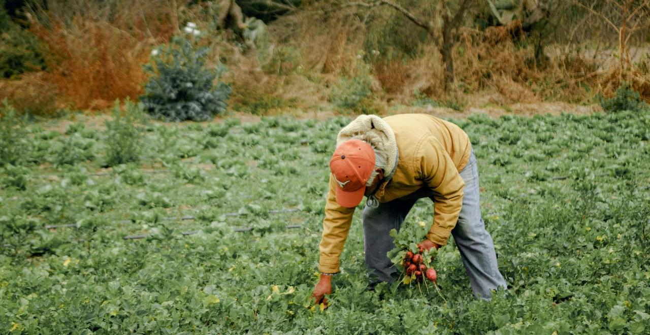 Boutures de patates douces en croissance, montrant de jeunes pousses vertes