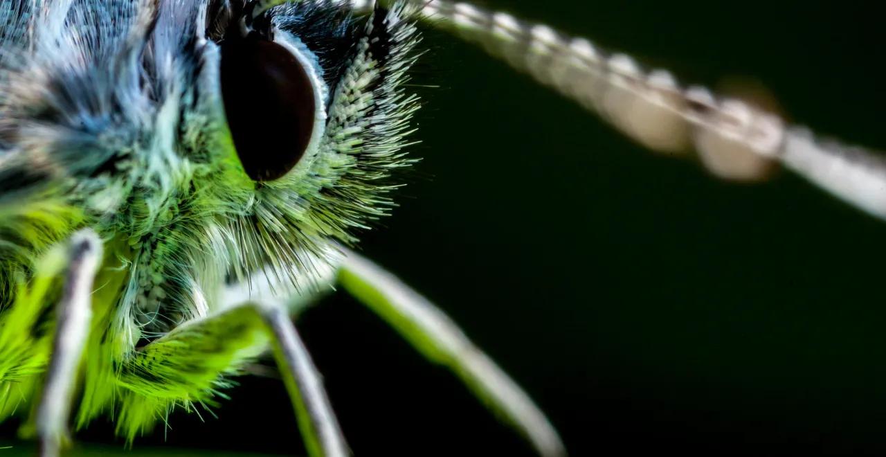 Piéride du Chou (Pieris rapae) posée sur une feuille verte, papillon blanc aux ailes délicates