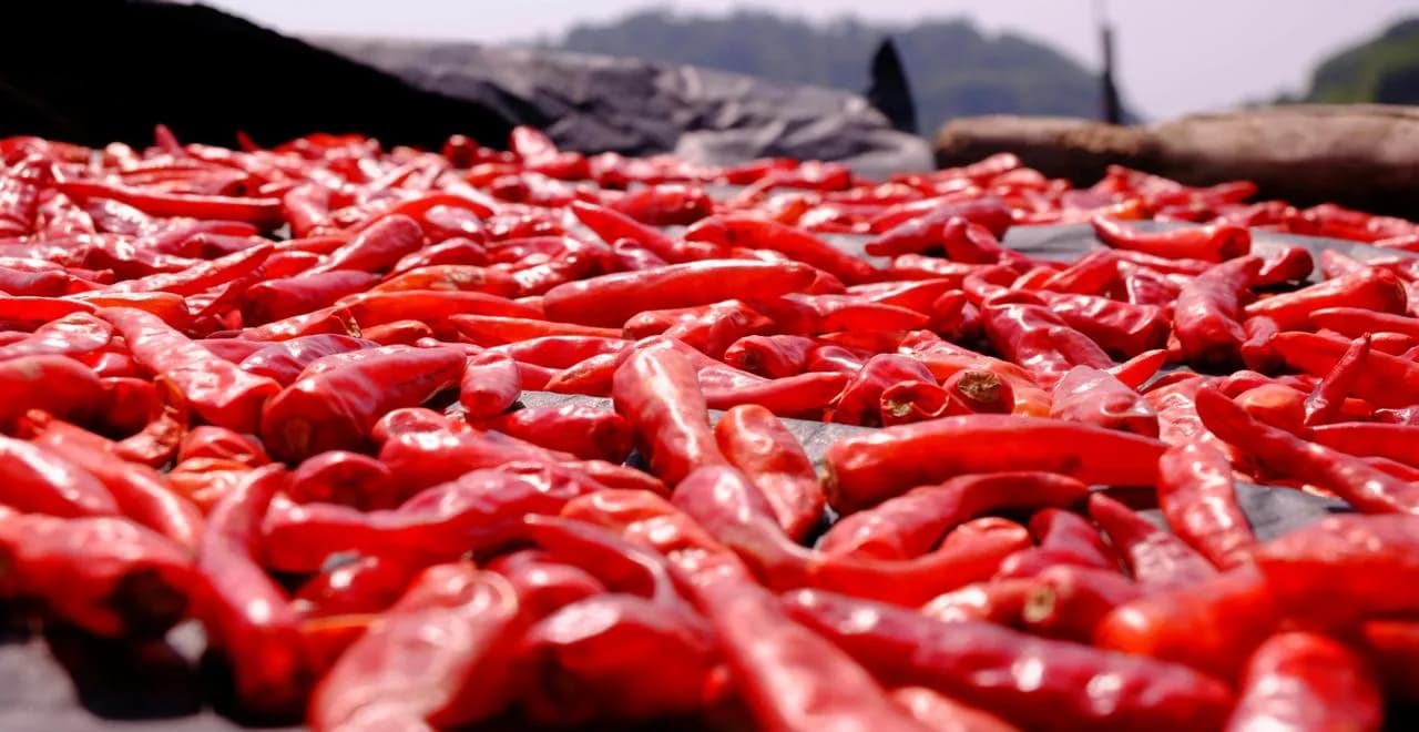 Plant de poivrier en pleine croissance avec ses grappes de poivre