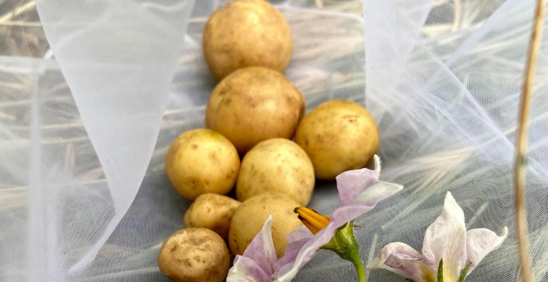 Pommes de terre sous paille : Méthode facile pour une récolte abondante