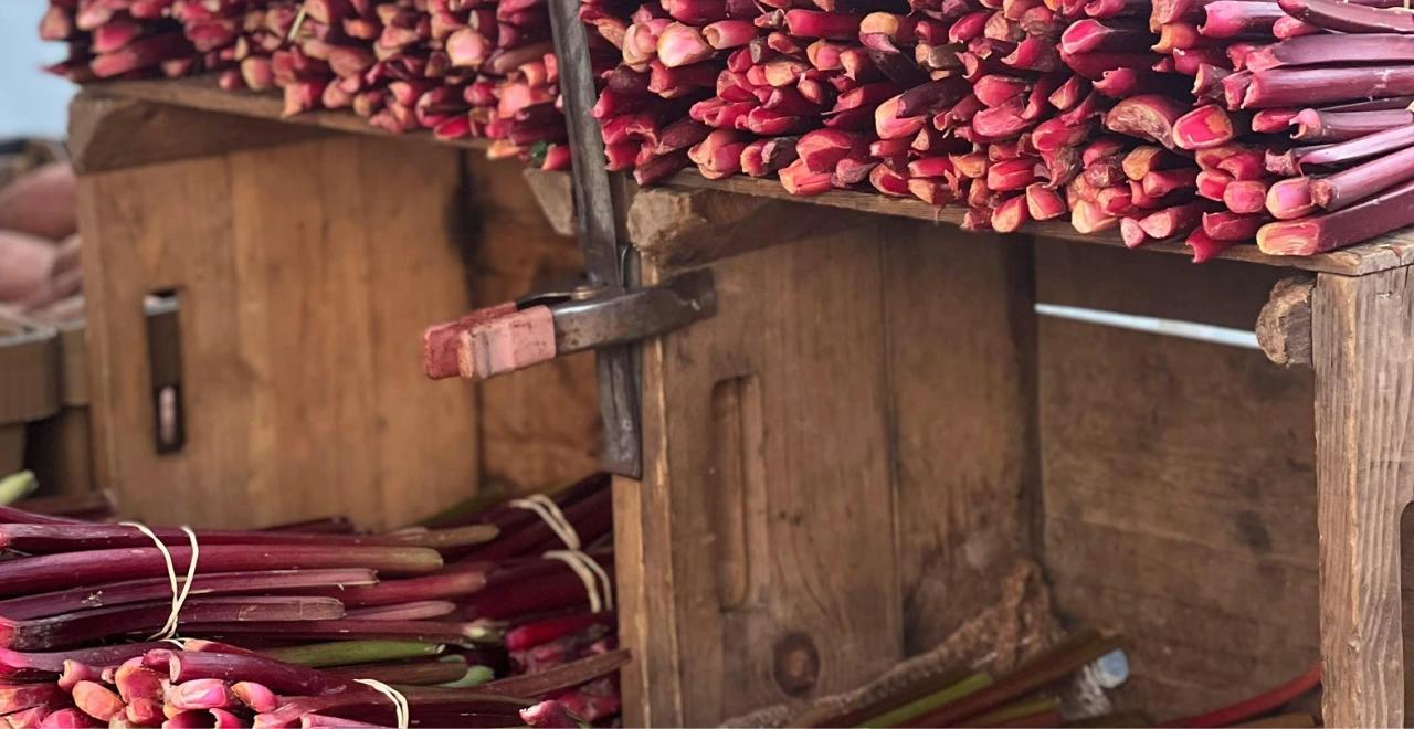 Tige de rhubarbe mûre dans un potager ensoleillé