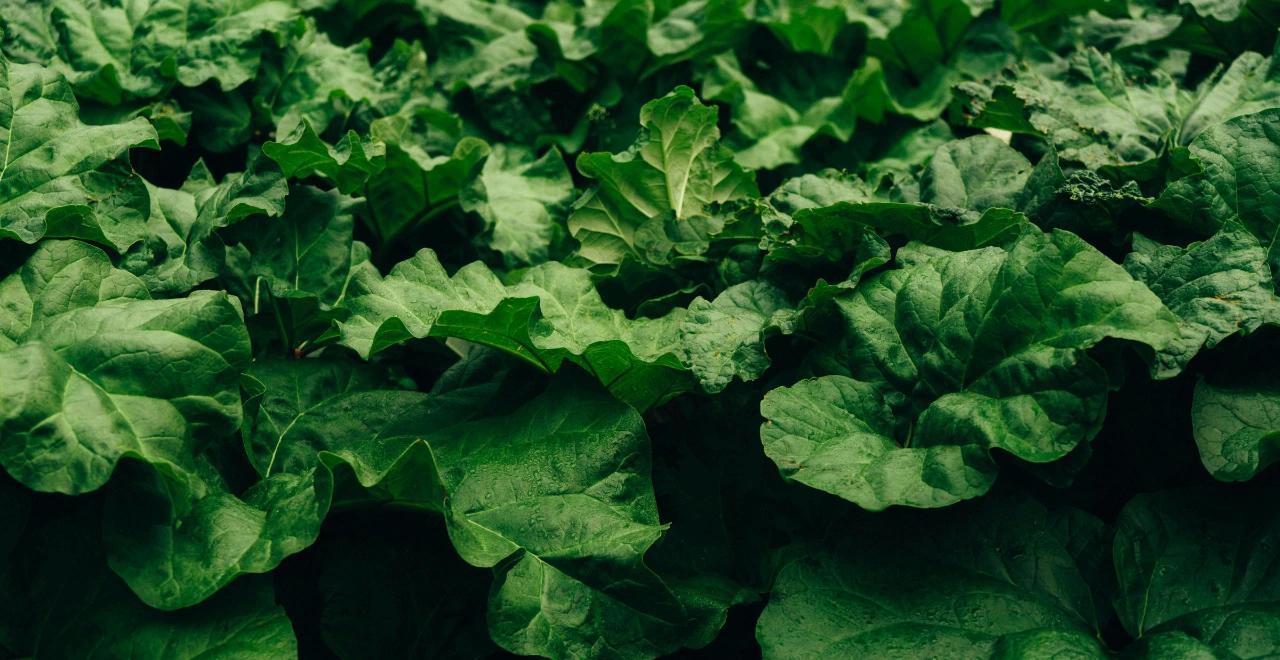 Plantation d'un jeune plant de rhubarbe dans un sol bien préparé