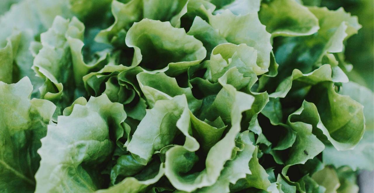 Salade en train de monter en graines dans un potager, illustrant le processus de montaison