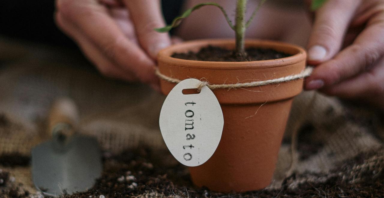 Jardinier plantant des plants de tomates dans un potager ensoleillé