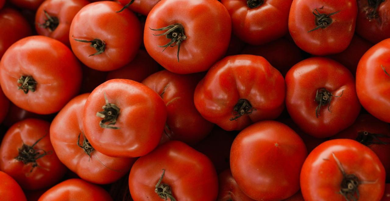 Main cueillant une tomate mûre et rouge sur un plant dans un potager ensoleillé