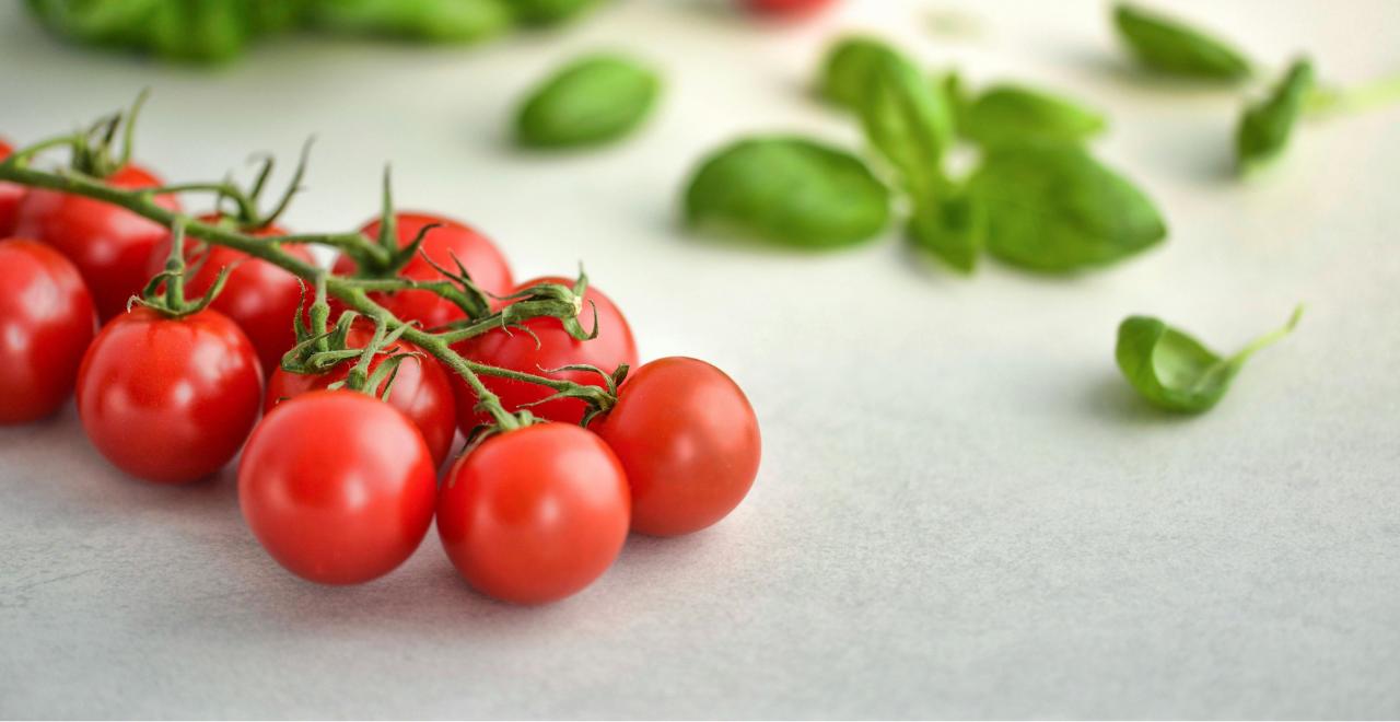 Gros plan sur des tomates vertes sur pied, illustrant le problème de mûrissement