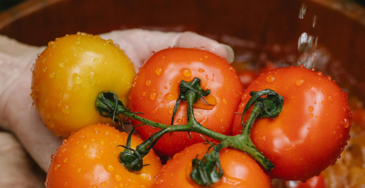 Arrosage optimal d'un plant de tomates dans un potager ensoleillé