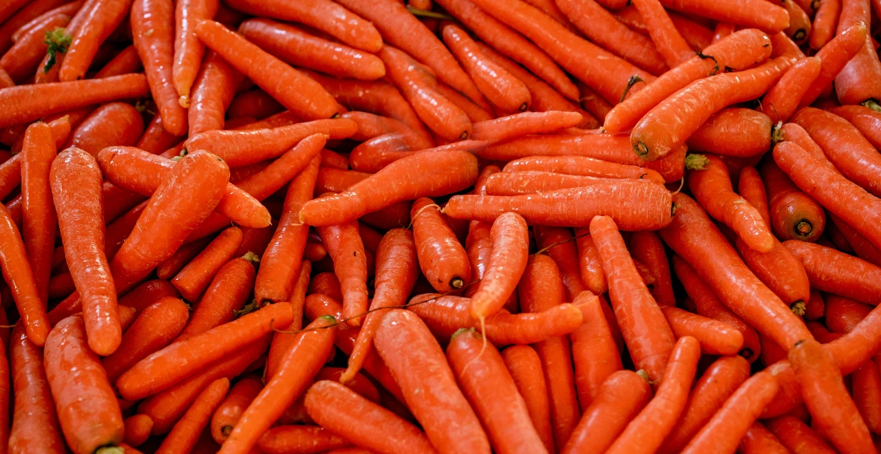 Gros plan sur une carottes brillante au premier plan,montrant différentes nuances de maturation