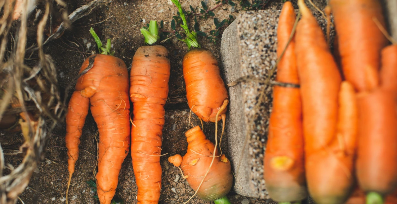 carottes du potager