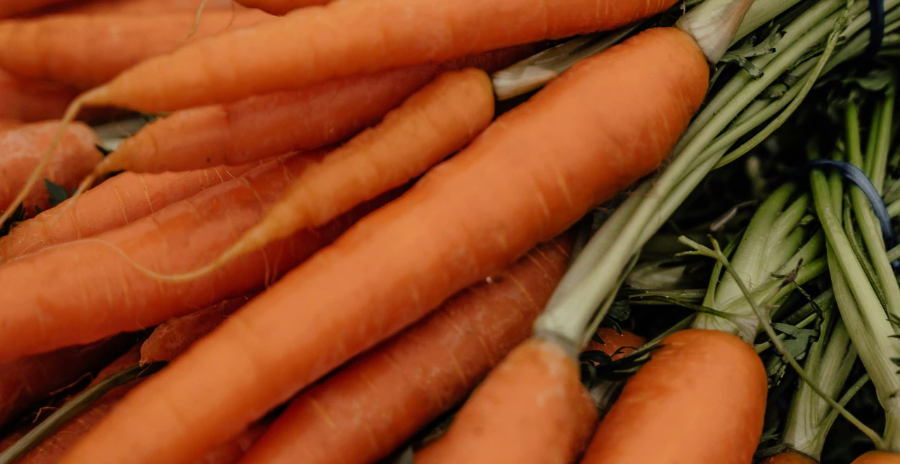 Gros plan sur une carottes brillante au premier plan,montrant différentes nuances de maturation